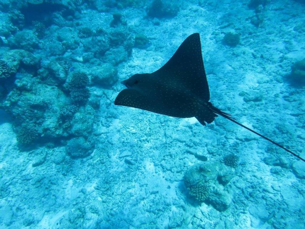 Treasure Island Lodge Huraa Luaran gambar